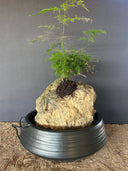 סוטו אוקינאווה (L)