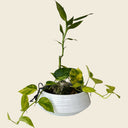 סוטו קנקו (לתאורה נמוכה)