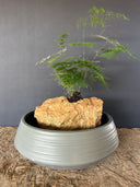 סוטו אוקינאווה (L)