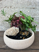 סוטו סאיסיי (M)