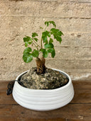 סוטו הוקיידו (L)