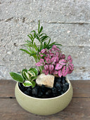 סוטו סאקורה (s)