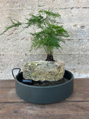 סוטו אוקינאווה - קערה שטוחה (M)