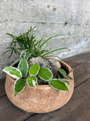 סוטו סהרה (M) - בטוח לבע"ח