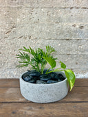 סוטו שיבומי(M)