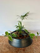 סוטו טומו (M) - בטוח לבע"ח