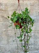 סינגוניום זוחל