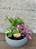 סוטו סאקורה (s)