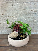 סוטו סאיסיי (M)