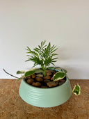 סוטו טומו (M) - בטוח לבע"ח