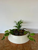 סוטו טומו (M) - בטוח לבע"ח