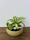 סוטו גרין (s)